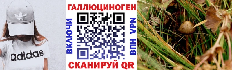 Купить  Верхняя Пышма  Псилоцибиновые грибы MAGIC MUSHROOMS 